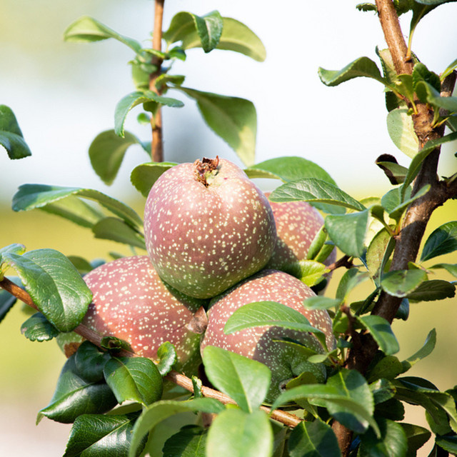 Chinesische Zierquitte Friesdorfer Typ von Mein schöner Garten Shop, rot - Bild 1