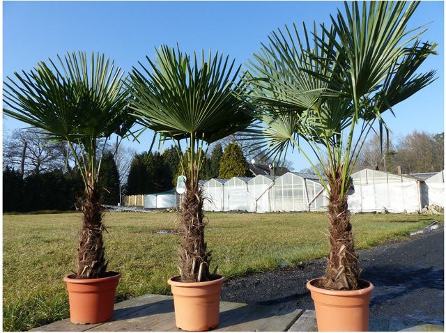 3 Stück winterharte Hanfpalme Trachycarpus fortunei von Grünwaren, Höhe: 200-220 cm - Bild 1