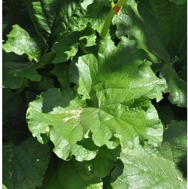 Rhabarber Rheum rhabarbarum als mehrjährige Staude für den Außenbereich in Grün - Bild 1