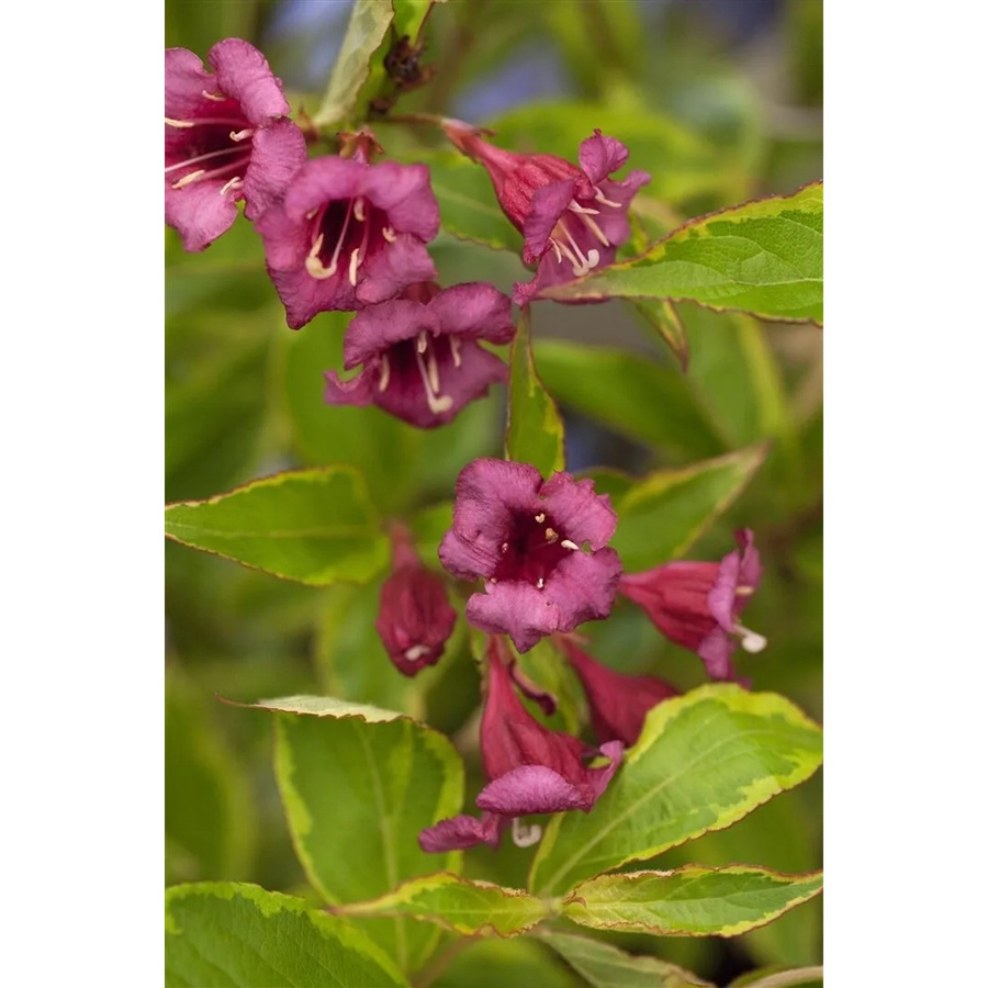 Weigela Florida Brigela Weigelie Buntlaubiger Zierstrauch mit rosa und gelben Blüten, Höhe: 125–150 cm - Bild 2