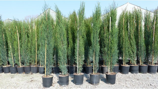 3er Set Mittelmeer-Zypressen Cupressus Sempervirens als Säulenform, Höhe: 140-160 cm - Bild 1