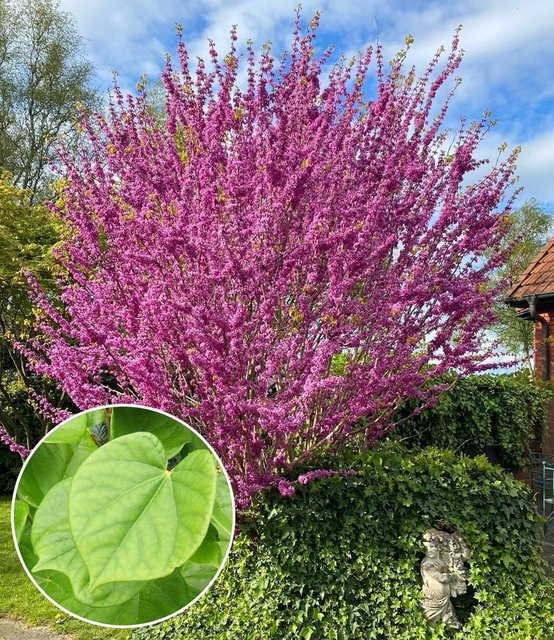 Cercis 'Avondale' Judasbaum - Bild 1