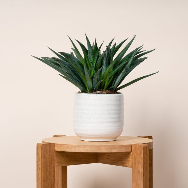 Moderner Keramik-Übertopf von BLUME2000 in Sand und Weiß, Höhe: 14,4 cm, Durchmesser: 14,0 cm - Bild 1