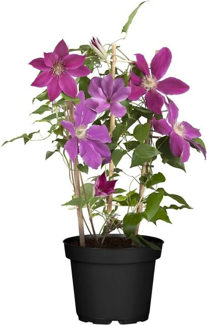 Clematis Hyb. Niobe Kletterpflanze von GROW by OBI im Topf mit Ø ca. 17 cm - Bild 1