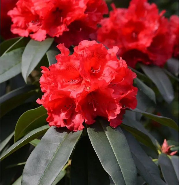 INKARHO Rhododendron Taurus Alpenrose großblumiger Strauch 40-50 cm - Bild 1