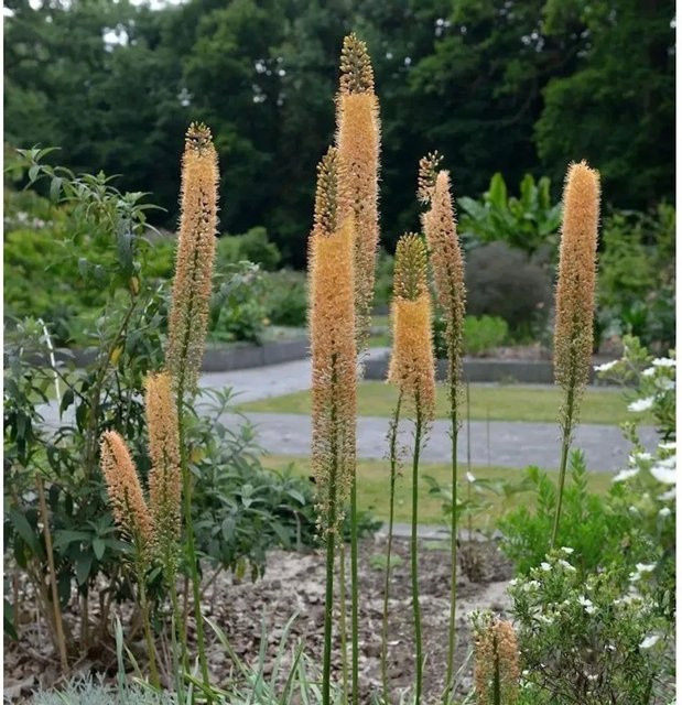 Steppenkerze Cleopatra Eremurus isabellinus als mehrjährige Gartenpflanze - Bild 1