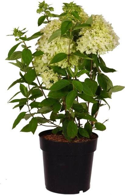 Rispenhortensie Magical Andes Hydrangea paniculata im Topf, Höhe: ca. 55 cm - Bild 1