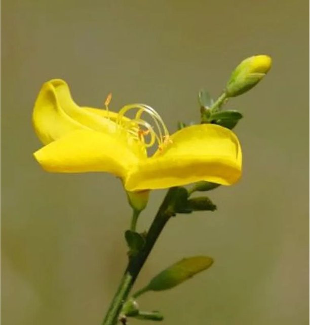 Niedriger Elfenbeinginster Niki Cytisus kewensis in Gelb und Weiß, Höhe: 20-30 cm - Bild 1
