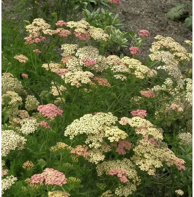 Achillea millefolium Schafgarbe Lachsschönheit rote Staude von Nr-01.de - Bild 1