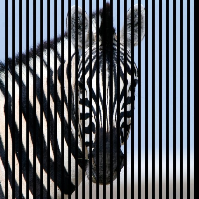 FN Acustico Akustikplatte Zebra in Bunt mit modernem Design aus PET und MDF, B/H/T: 113,3 x 19 x 119,5 cm - Bild 1
