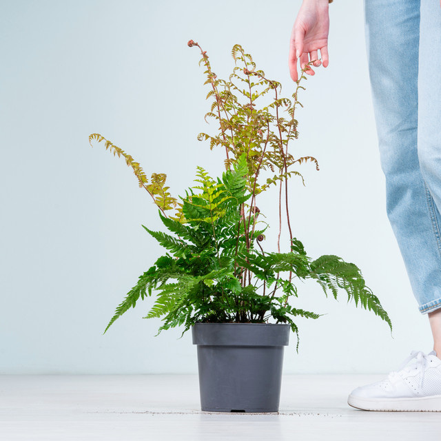 Wurmfarn Dryopteris Koidzumiana von BLUME2000 für deinen Garten - Bild 1