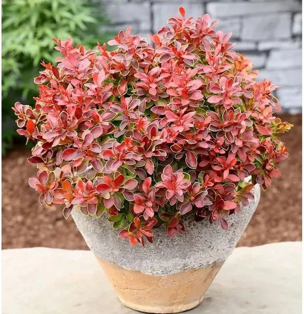 Berberis thunbergii Admiration Zwergstrauch in Gelb, Grün und Rot, 25-30 cm - Bild 1