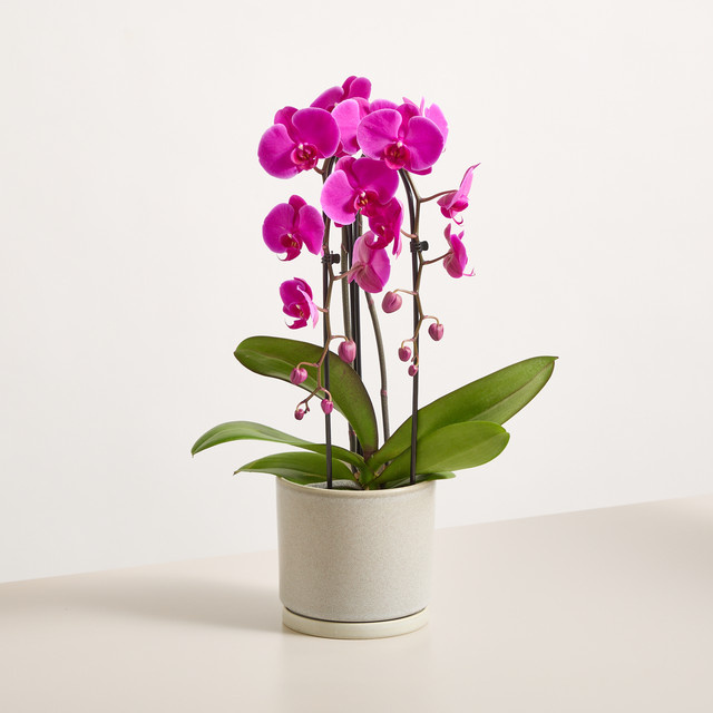 Blühende Orchidee Cascade Free Ride von BLUME2000 in Pink für den Innenbereich - Bild 1