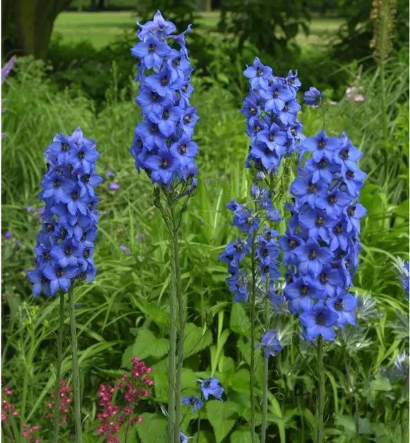 Blauer Hoher Rittersporn Delphinium elatum als mehrjährige Gartenpflanze im Topf - Bild 1