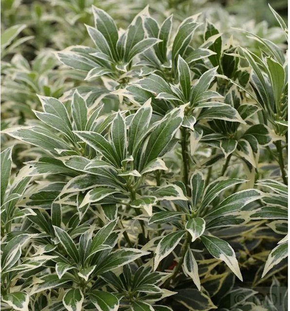 Pieris japonica Weißbuntes Schattenglöckchen Strauch, Farbe: Weiß und Grün, Höhe: 25-30 cm - Bild 1