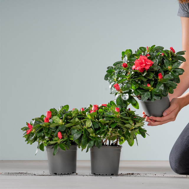3er Set Azalea indica Zimmerpflanze von BLUME2000 - Bild 1