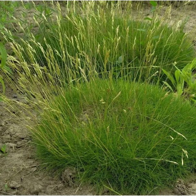 Bärenfellschwingel Teddybär Festuca gautieri als grüner Bodendecker für Garten und Steingarten - Bild 1