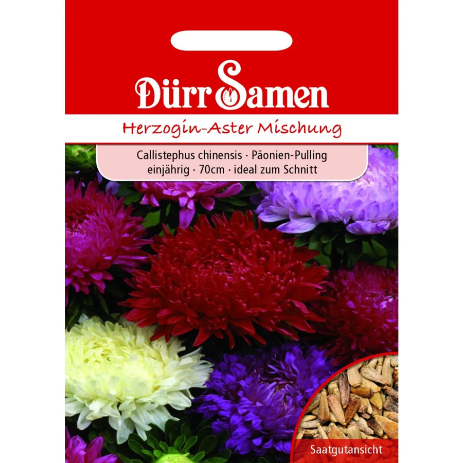 Dürr Herzogin-Aster Prachtmischung Einjähriges Saatgut für Beete und Rabatten, 250 g - Bild 2