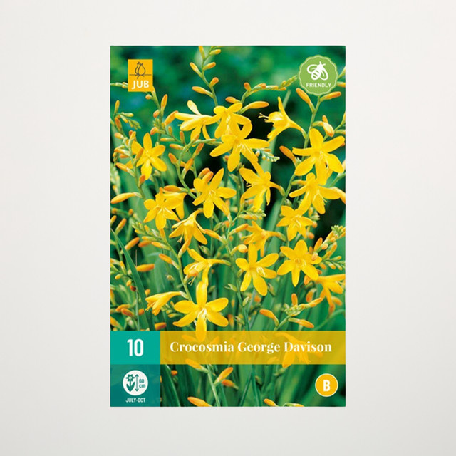 Montbretie George Davison Blumenzwiebeln von BLUME2000, 10 Knollen für Steingärten, Staudenbeete, Kübel, Balkon und Terrasse - Bild 1