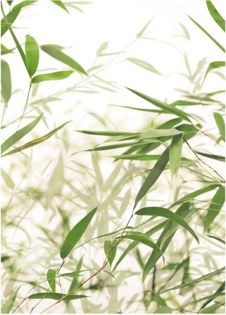 Komar Wandbild Bamboo Leaves in Grün, B/H: 30 x 40 cm - Bild 1