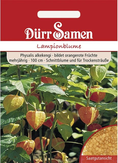 Dürr Lampionblume Saatgut Orangerot Mehrjährig für Beet und Trockensträuße - Bild 1