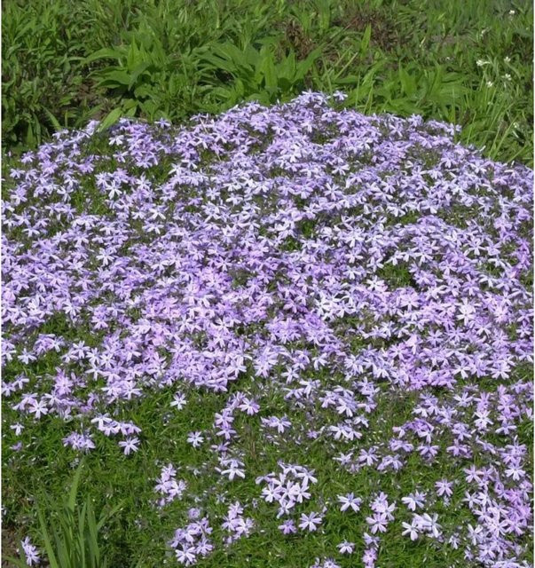 Wilder Phlox Purpurea Phlox stolonifera Bodendecker in Lila - Bild 1