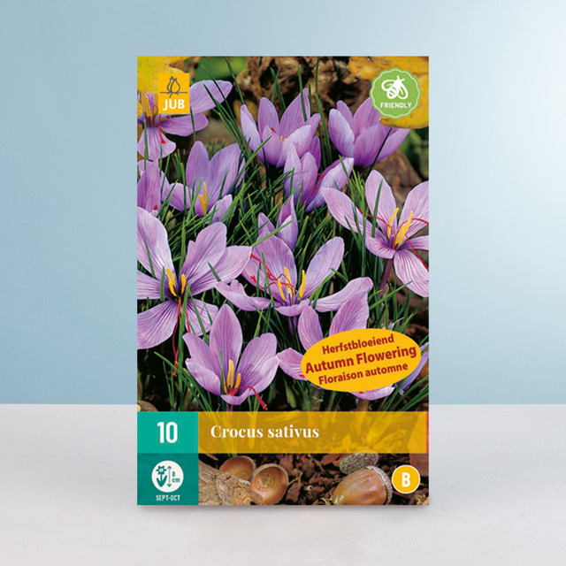 BLUME2000 Safran-Krokus Knollen, 10 Stück - Bild 1