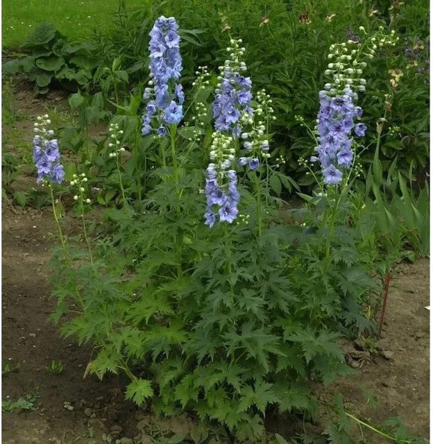 Rittersporn Azurriese Delphinium belladonna in Blau von Nr-01.de - Bild 1