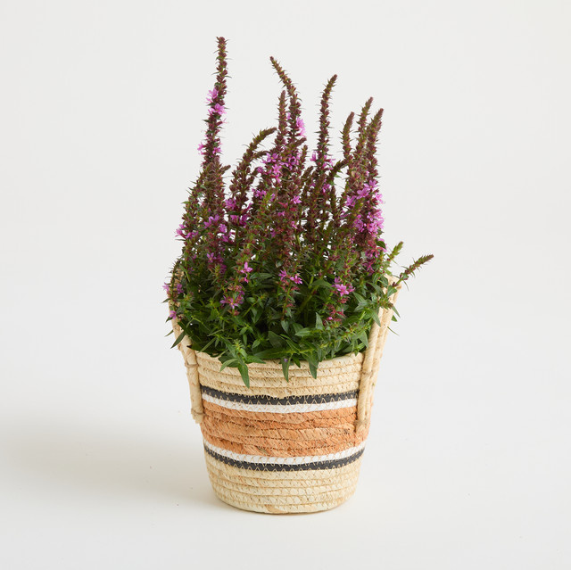 Seegras Korb von BLUME2000 in Orange, Durchmesser: 14 cm - Bild 1