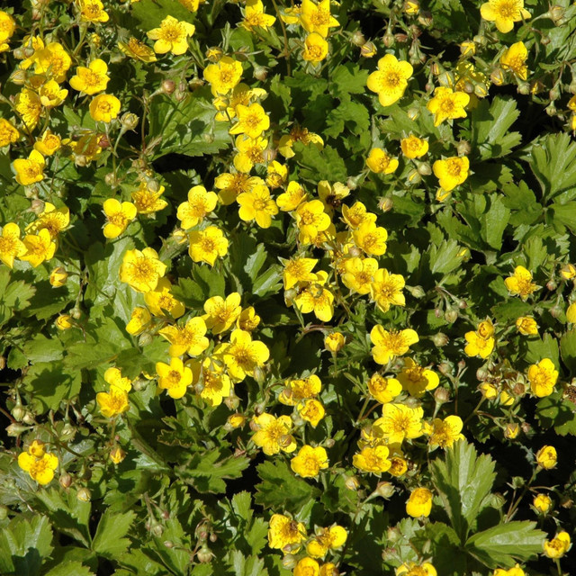 BIO Waldsteinia Bodendecker Staude von BLUME2000, 3 Stück - Bild 1