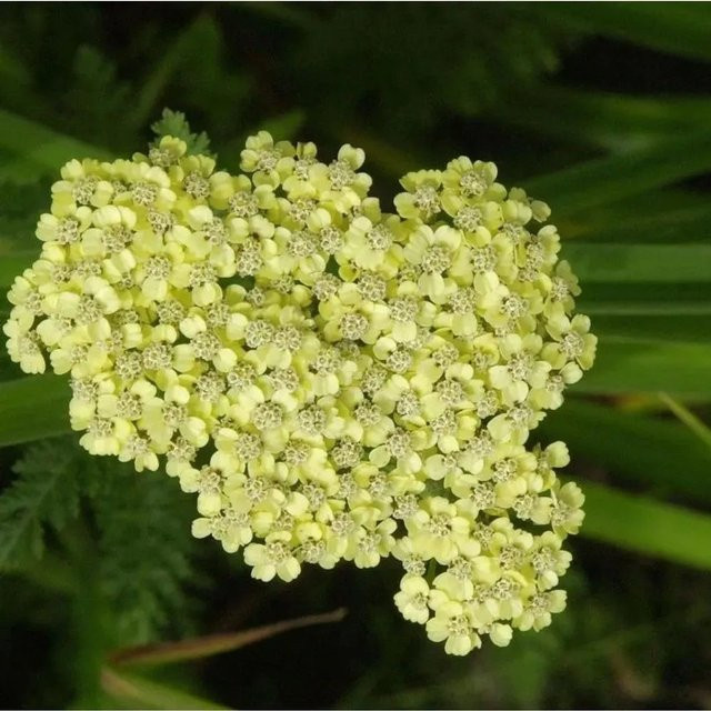 Achillea clypeolata Goldquirl Garbe Schwellenburg gelbe Staude - Bild 1