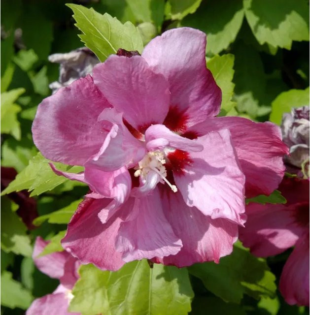 Hibiscus syriacus Rosen-Eibisch Pink Giant von Die Nr-01.de, rosa Zierstrauch, Höhe: 80-100 cm - Bild 1