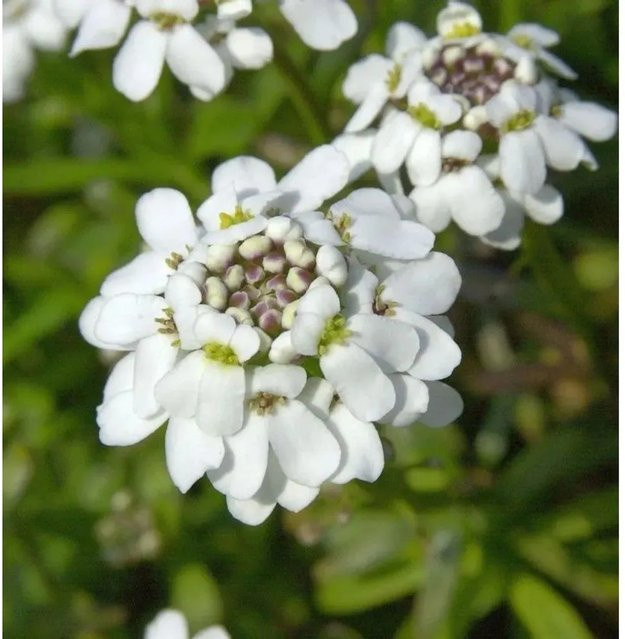 Schleifenblume Iberis sempervirens als weißer Bodendecker für Steingärten und Beete - Bild 1