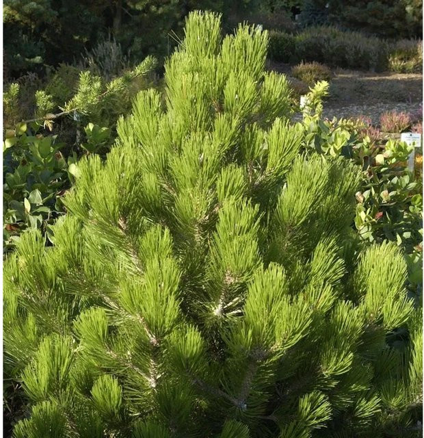 Pinus heldreichii Compact Gem Zwerg Panzerkiefer Pflanze, grün, 30-40 cm - Bild 1