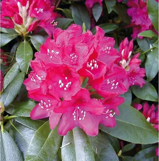 Großblumiger Rhododendron Nova Zembla Alpenrose in Pink von Die Nr-01.de, Höhe: 60-70 cm - Bild 1