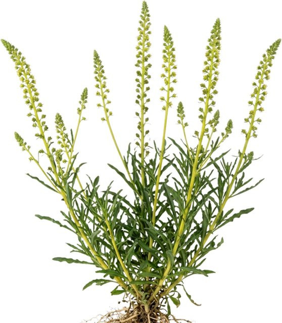 LaCaTho Färber-Resede Samen Reseda Luteola für Bienenweide und Ziergarten, 10000 Samen, Gelb und Grün - Bild 1