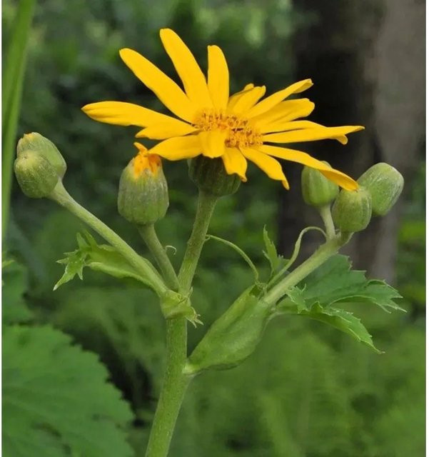 Ligularia palmatiloba Goldgelbes Kreuzkraut von Nr-01.de als gelbe Staude für Uferzonen und Gehölzränder - Bild 1