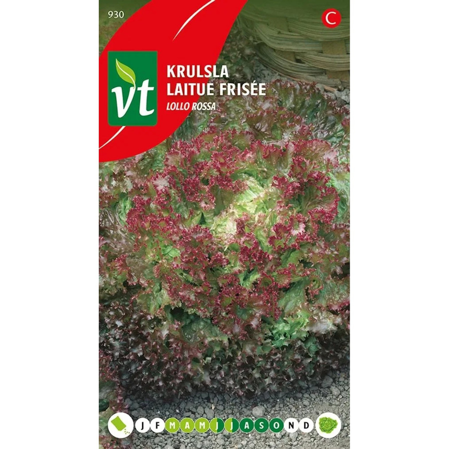 Arborix Kopfsalat Curly Lollo Rossa Samen, 2 g - Bild 2