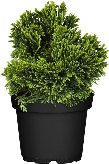 GROW by OBI Muschelzypresse Nana Gracilis im Topf, Höhe: 10 - 20 cm - Bild 1