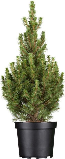 OBI Zuckerhutfichte Conica Picea im Topf, Höhe: ca. 55 cm - Bild 1