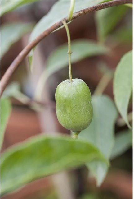 Selbstfruchtende Actinidia Arguta Issai Kiwi Kletterpflanze in Grün, Höhe: 60–100 cm - Bild 1