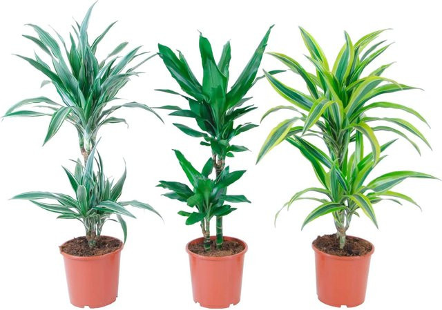 GROW by OBI Drachenbaum Deremensis Dracaena Fragrans 2er Stamm in Grün, Topf Durchmesser: 17 cm - Bild 1