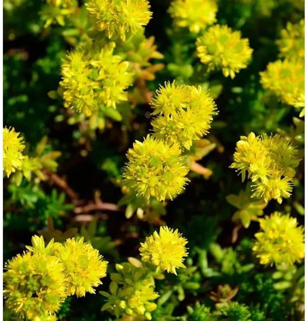 Sedum reflexum Mauerpfeffer Felsen Fetthenne als mehrjährige Gartenpflanze - Bild 1