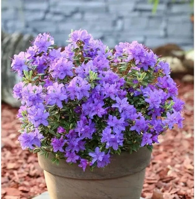Zwerg Rhododendron Purple Pillow Rhododendron russatum Alpenrose in Purple - Bild 1