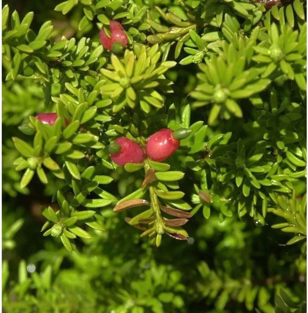 Podocarpus nivalis Schnee Steineibe, grüner Strauch für den Garten, Höhe: 25-30 cm - Bild 1