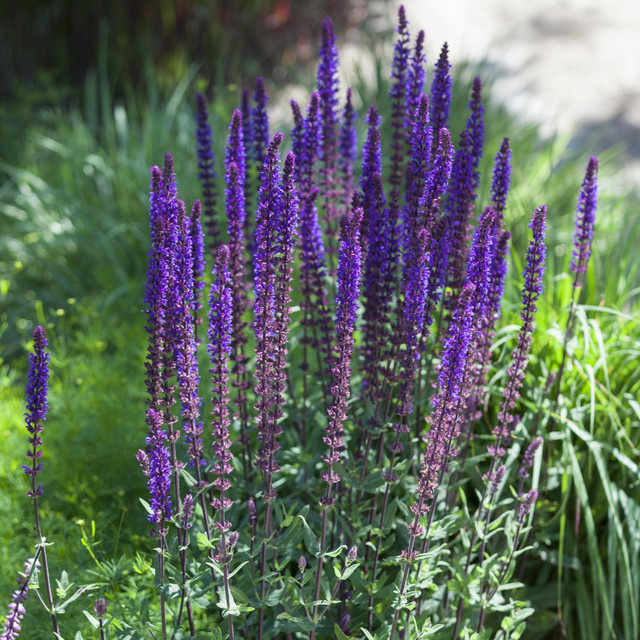 Blauer Steppensalbei Salvia von BLUME2000 als Zierstaude für Garten und Balkon - Bild 1