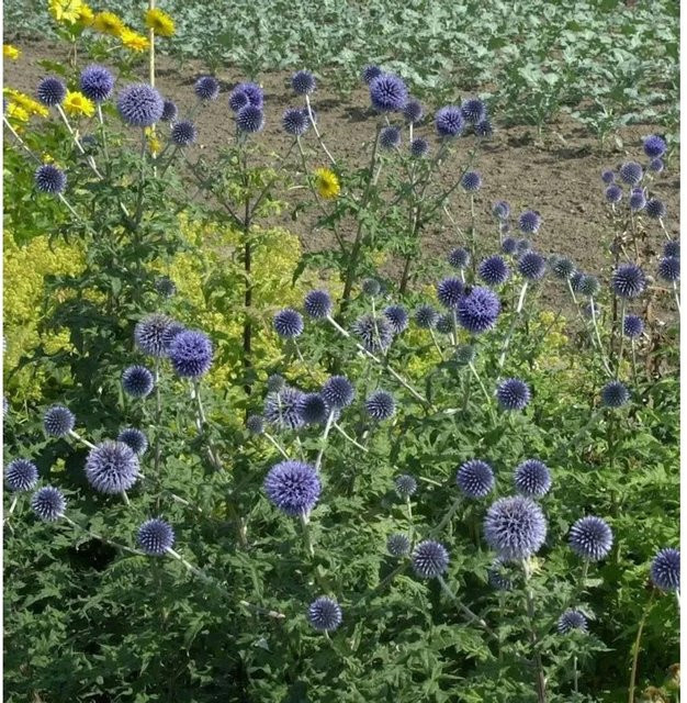 Echinops bannaticus Kugeldistel in Blau als mehrjährige Gartenpflanze und Schnittblume von Nr-01.de - Bild 1