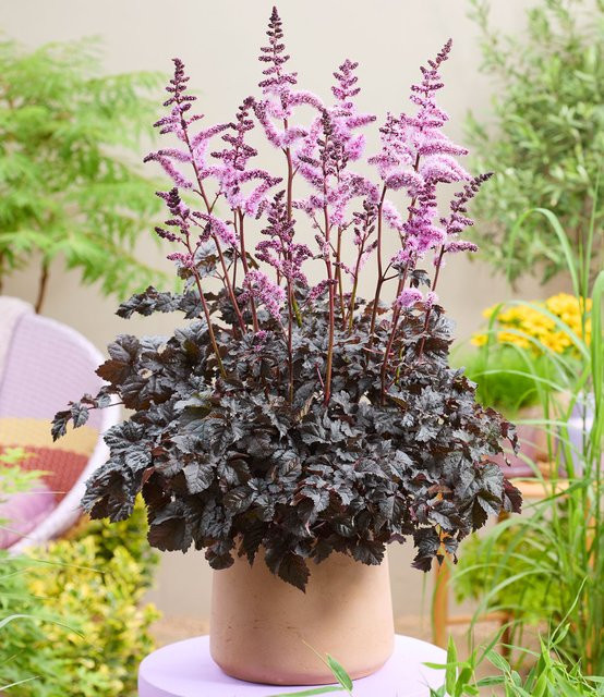Astilbe Dark Side of the Moon® Zierpflanze - Bild 1