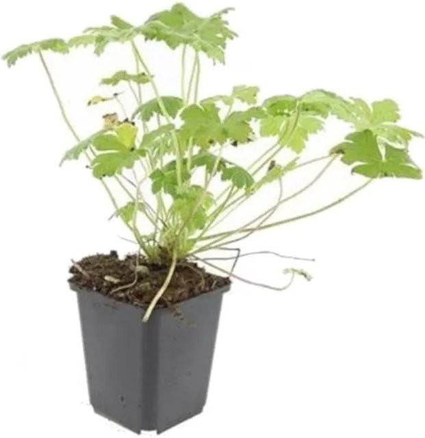 Exotenherz Blutstorchschnabel Geranium Sanguineum Tiny Monster Bodendecker Set mit 60 Pflanzen in 9cm Töpfen, Pink und Grün - Bild 1