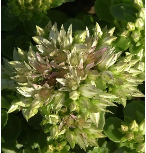 Sedum spurium Kaukasus Asienfetthenne als grüner Bodendecker für Steingärten und Naturgärten - Bild 1